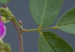 Eastern milkpea