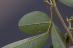 Eastern milkpea