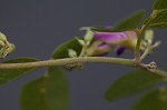 Eastern milkpea