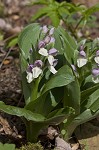 Showy orchis <BR>Showy orchid