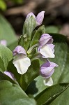 Showy orchis <BR>Showy orchid