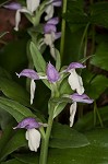 Showy orchis <BR>Showy orchid