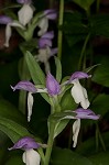 Showy orchis <BR>Showy orchid