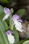 Showy orchis <BR>Showy orchid