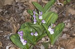 Showy orchis <BR>Showy orchid