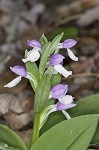 Showy orchis <BR>Showy orchid