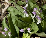 Showy orchis <BR>Showy orchid