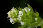 Bedstraw