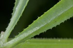 Bedstraw