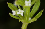 Bedstraw