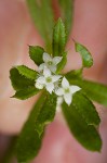 Bedstraw