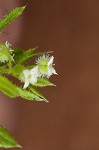 Bedstraw