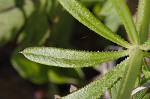 Bedstraw