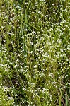 Bluntleaf bedstraw