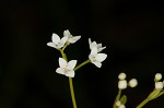 Bluntleaf bedstraw