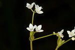 Bluntleaf bedstraw