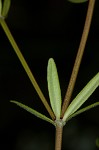 Bluntleaf bedstraw