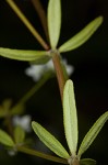 Bluntleaf bedstraw