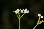 Bluntleaf bedstraw