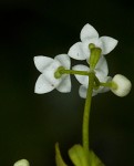 Bluntleaf bedstraw