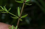 Bluntleaf bedstraw