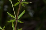 Bluntleaf bedstraw