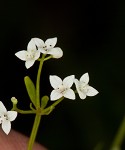 Bluntleaf bedstraw