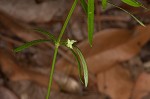 Oneflower bedstraw