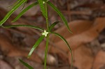 Oneflower bedstraw