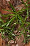 Oneflower bedstraw