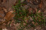 Oneflower bedstraw