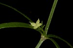 Oneflower bedstraw