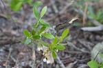 Dwarf huckleberry