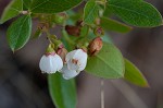 Dwarf huckleberry