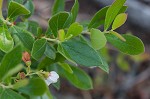 Dwarf huckleberry