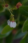 Dwarf huckleberry