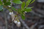 Dwarf huckleberry