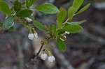 Dwarf huckleberry