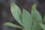 Dwarf huckleberry