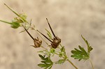 Carolina cranesbill <BR>Carolina geranium