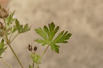 Carolina cranesbill <BR>Carolina geranium