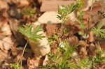 Carolina cranesbill <BR>Carolina geranium