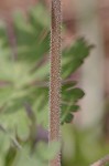 Carolina cranesbill <BR>Carolina geranium