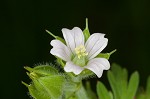 Carolina cranesbill <BR>Carolina geranium