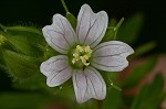 Carolina cranesbill <BR>Carolina geranium