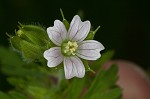 Carolina cranesbill <BR>Carolina geranium