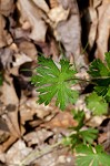 Carolina cranesbill <BR>Carolina geranium