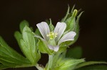 Carolina cranesbill <BR>Carolina geranium