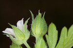 Carolina cranesbill <BR>Carolina geranium