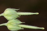 Carolina cranesbill <BR>Carolina geranium